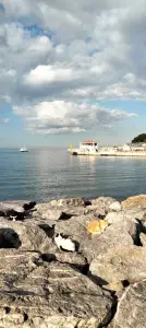 Chris 04 Havenkatten